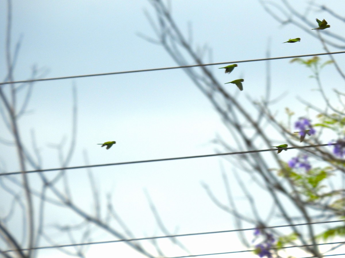 Scarlet-fronted Parakeet - ML640516648
