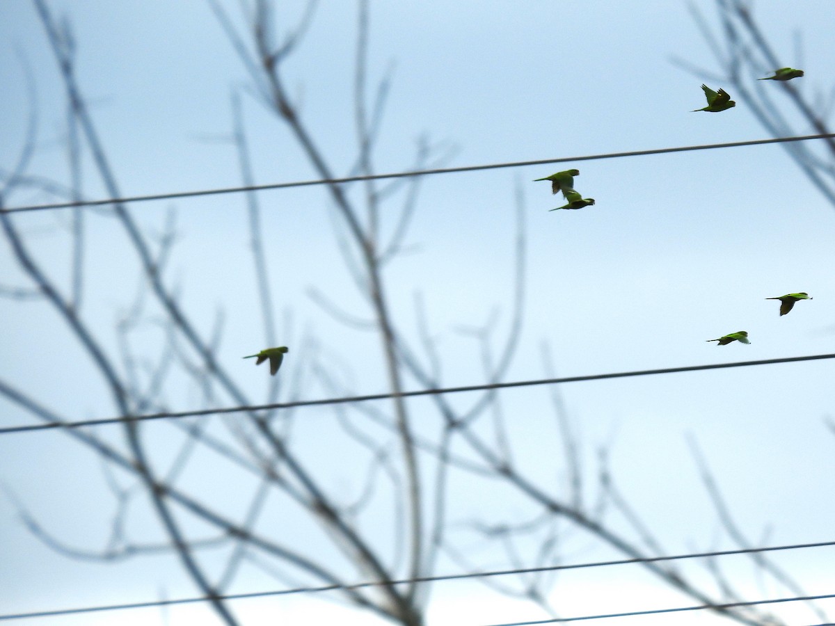 Scarlet-fronted Parakeet - ML640516649