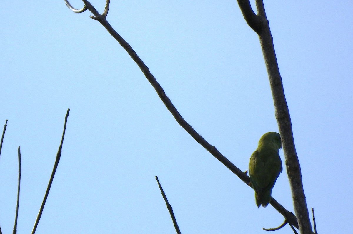 Spectacled Parrotlet - ML640516676