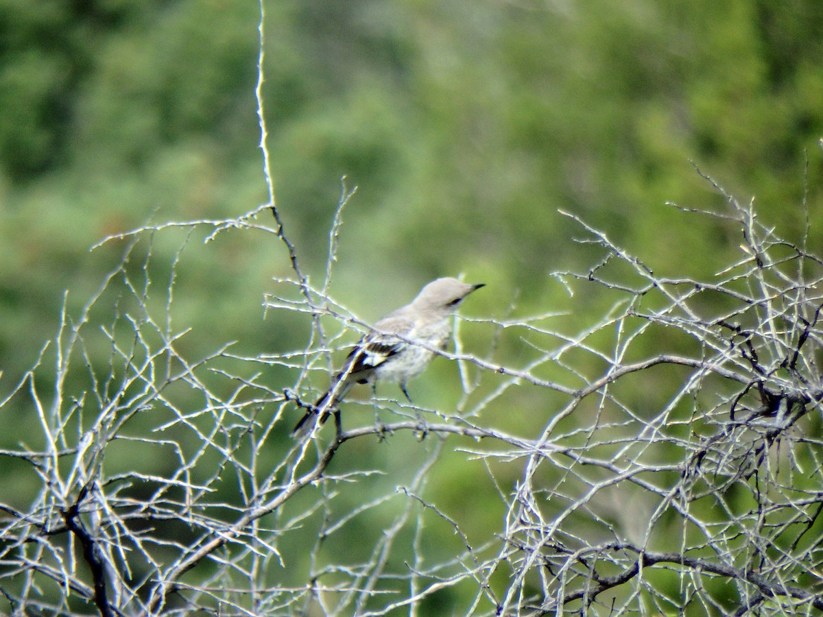 Northern Mockingbird - ML640516692