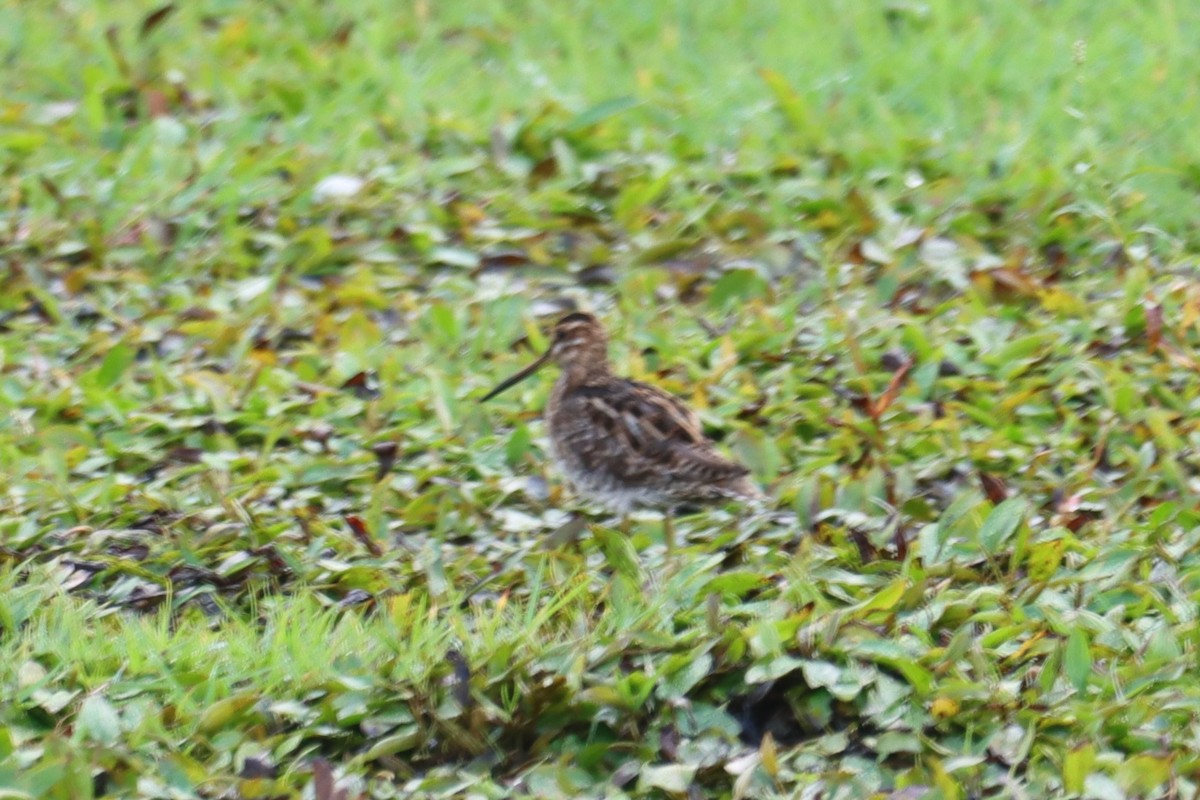 Common/Wilson's Snipe - ML640516697