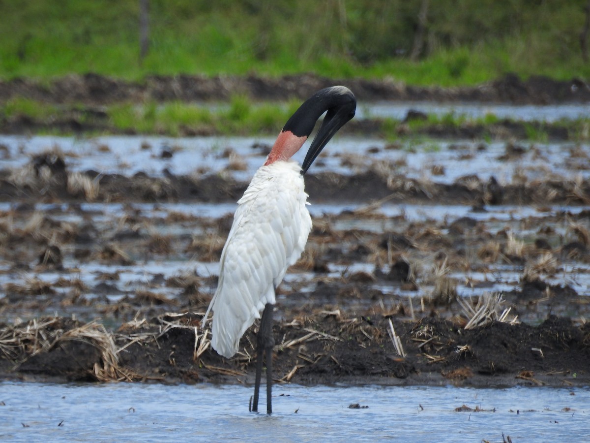 Jabiru - ML640516699