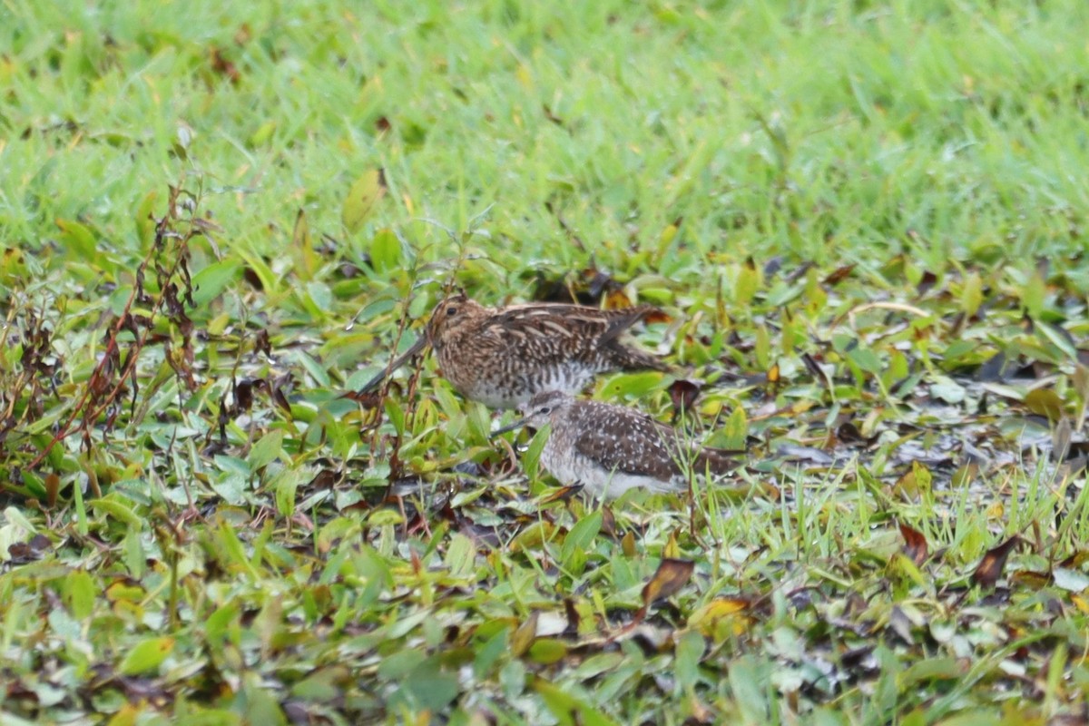 Common/Wilson's Snipe - ML640516701