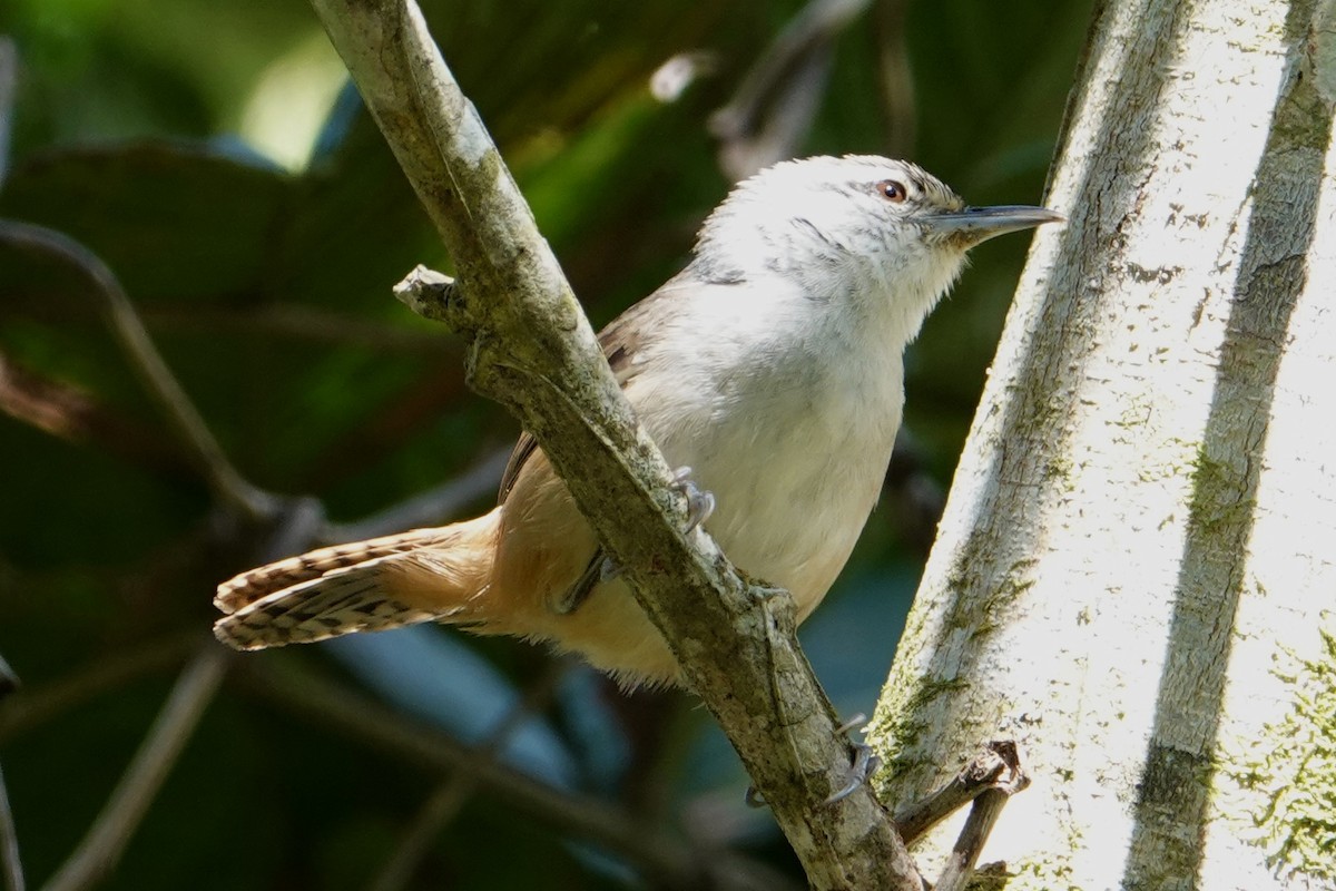 Isthmian Wren - ML640516704