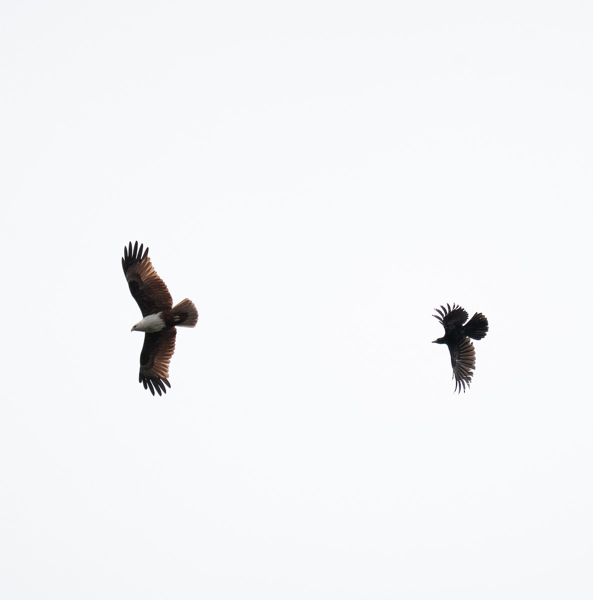 シロガシラトビ - ML640516709