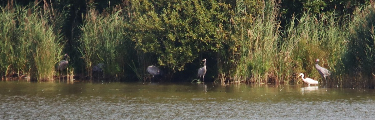 灰鶴 - ML640516711