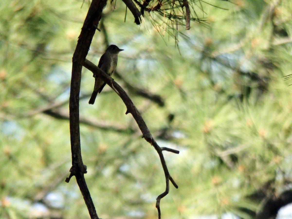 Western Wood-Pewee - ML640516712