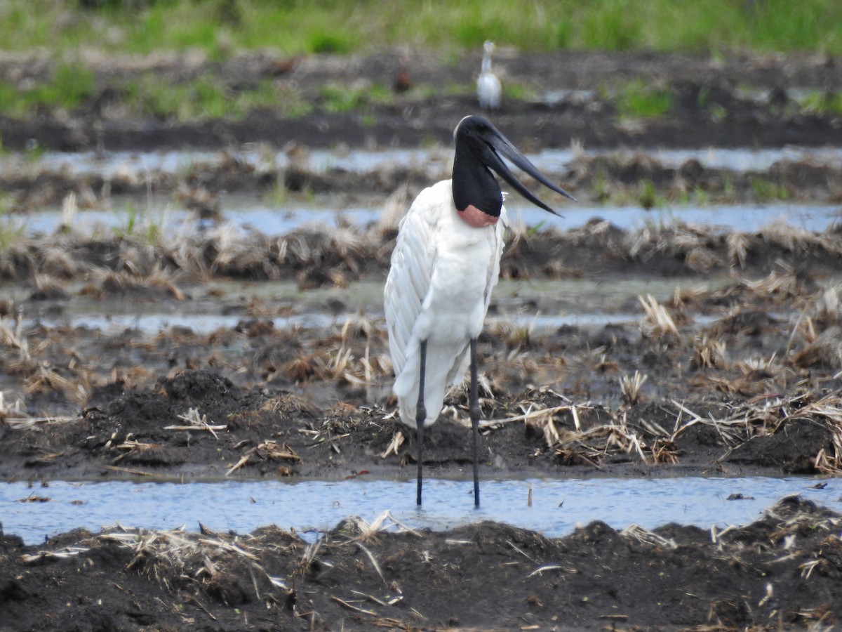 Jabiru - ML640516715