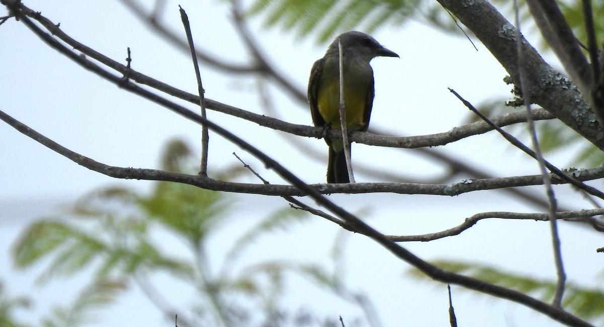 Tropical Kingbird - ML640516723