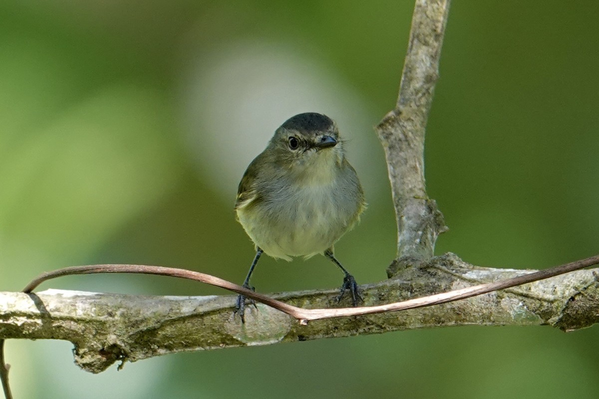 Mistletoe Tyrannulet - ML640516729
