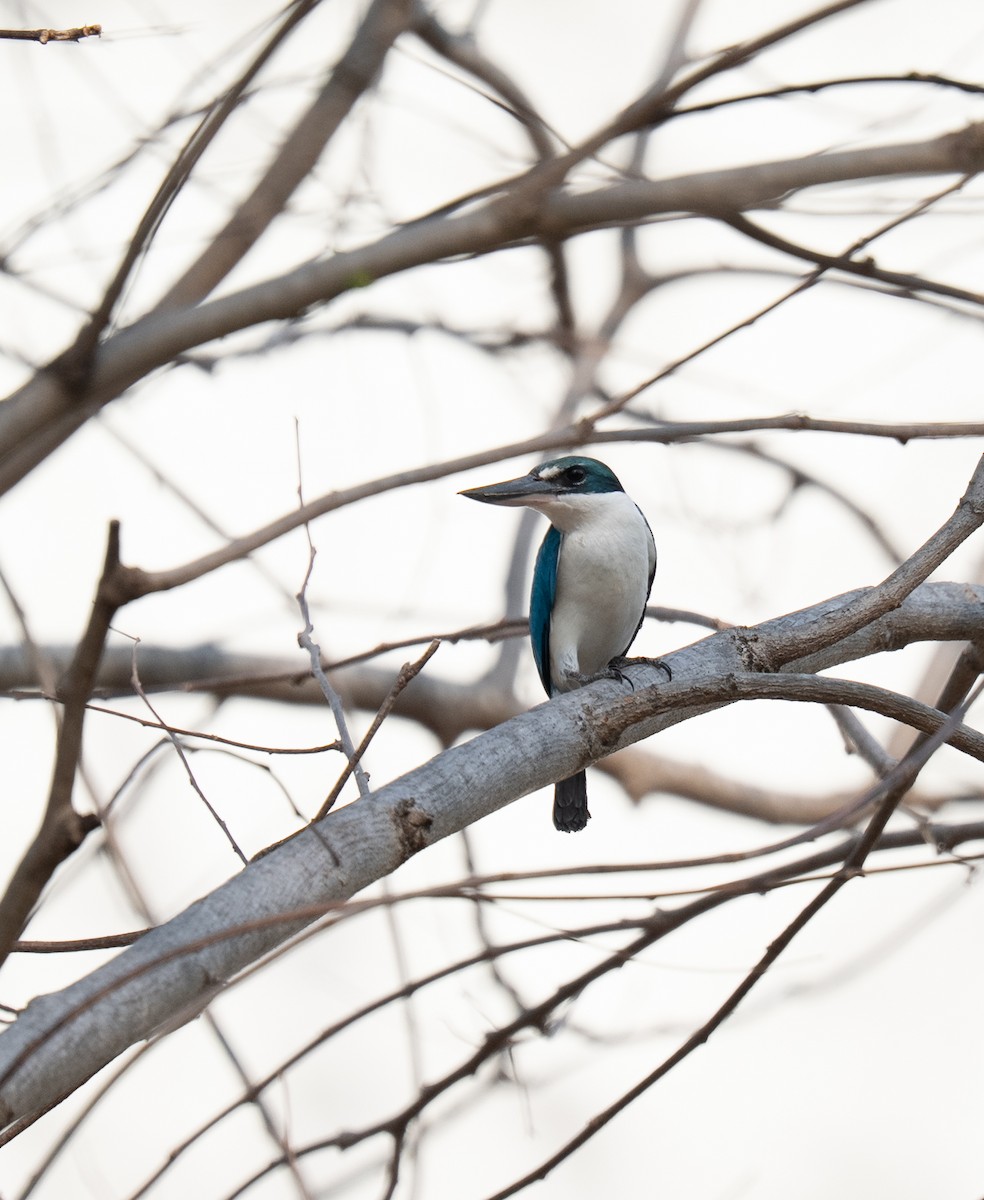 ナンヨウショウビン - ML640516754