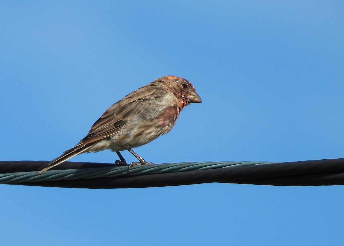 House Finch - ML640516772