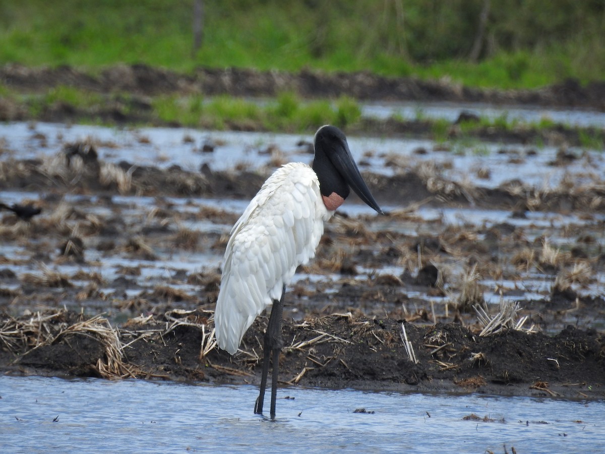 Jabiru - ML640516788