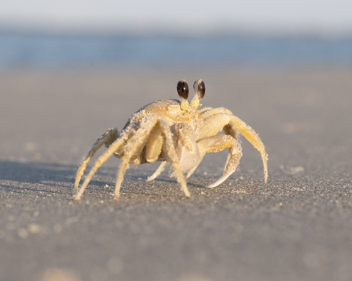 Atlantic Ghost Crab - ML640516804