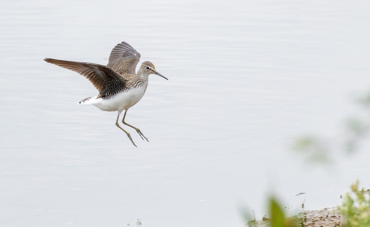 Green Sandpiper - ML640516810