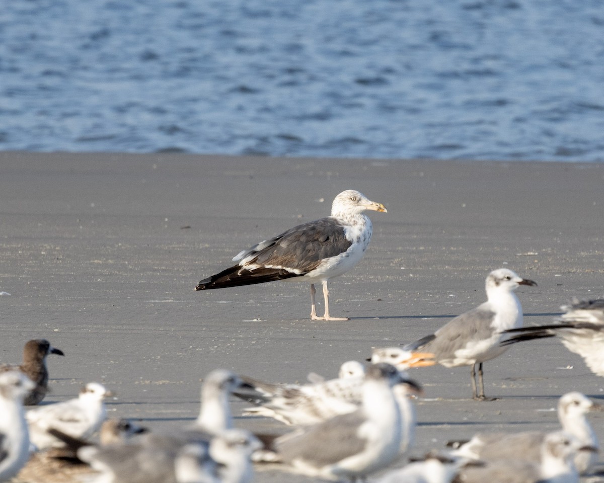 Lesser Black-backed Gull - ML640516816