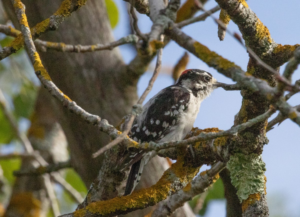Downy Woodpecker - ML640516822