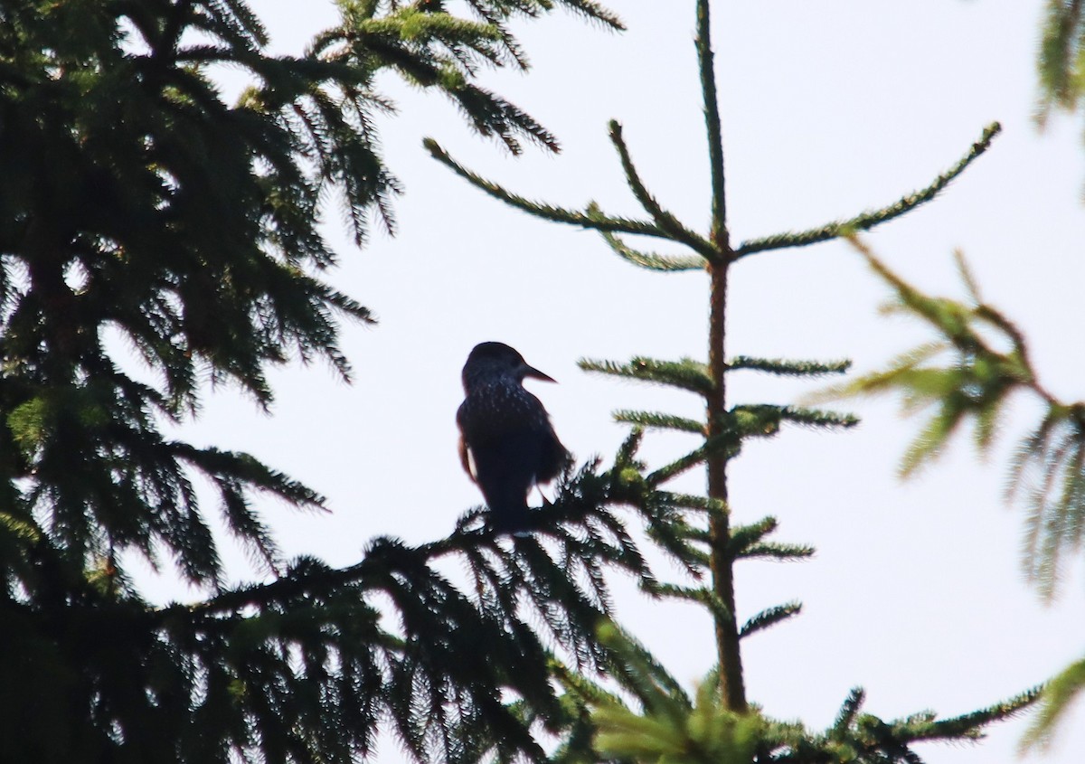 Northern Nutcracker - ML640516848