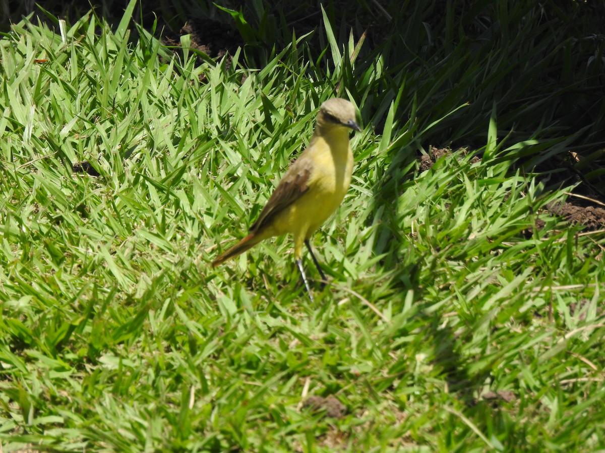 Cattle Tyrant - ML640516876