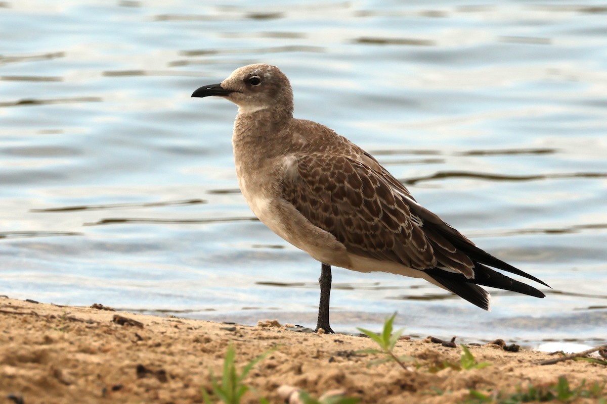 Laughing Gull - ML640516891