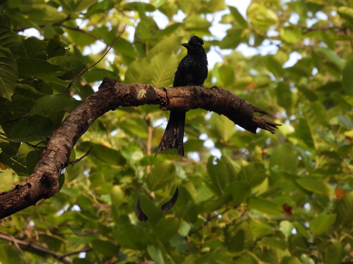 Greater Racket-tailed Drongo - ML640516892
