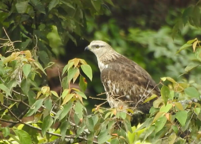 Oriental Honey-buzzard - ML640516901