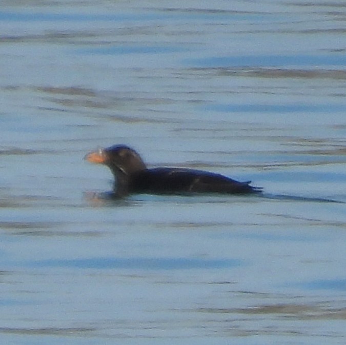 Rhinoceros Auklet - ML640516909
