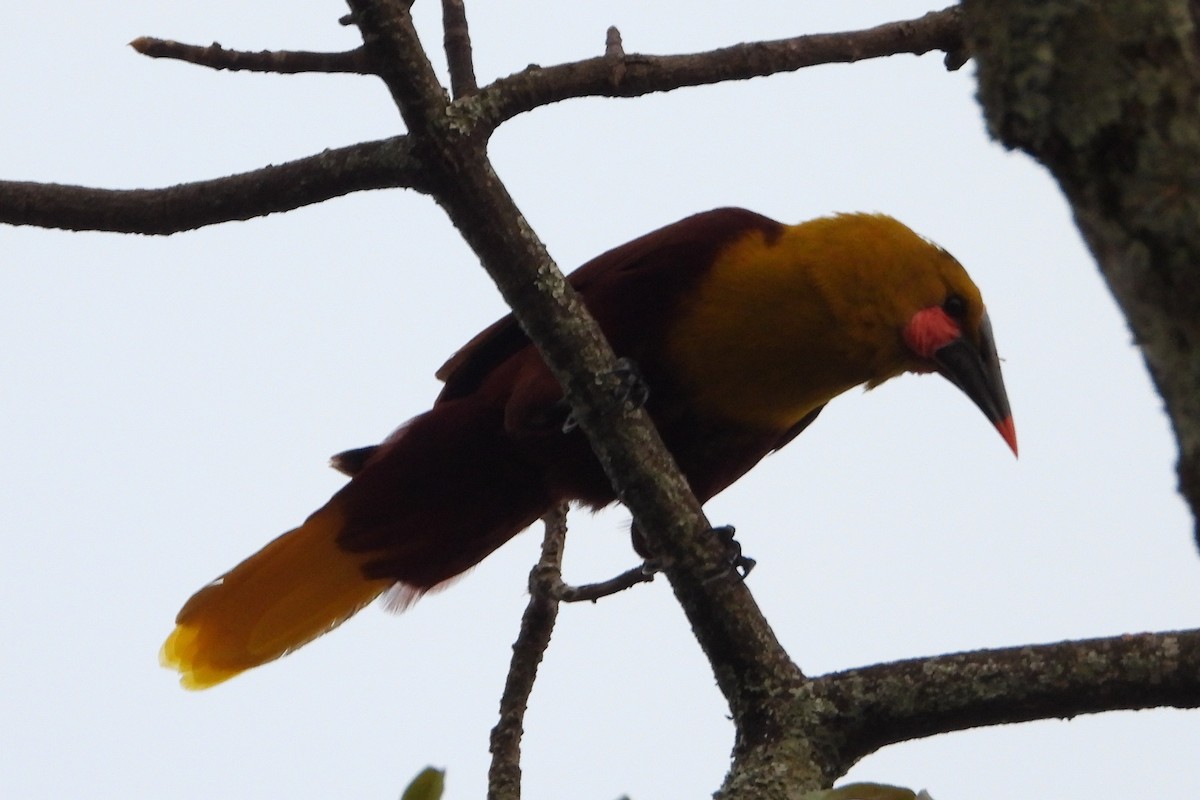 Olive Oropendola - ML640516928