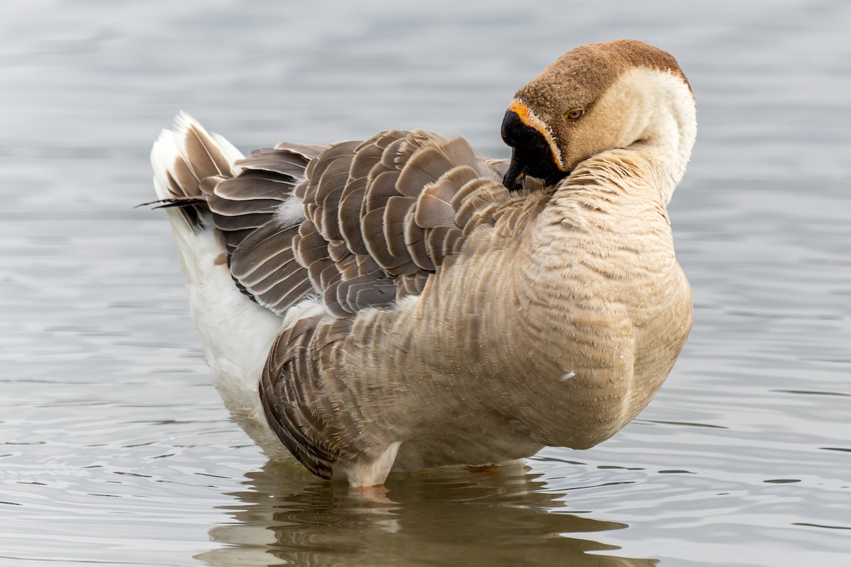 Swan Goose - ML640516951