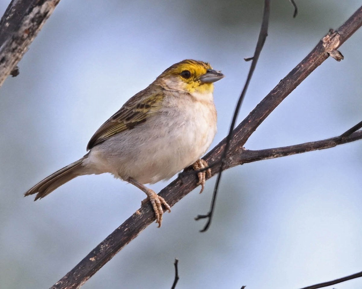 Желтощёкая овсянка-барсучок - ML640516953