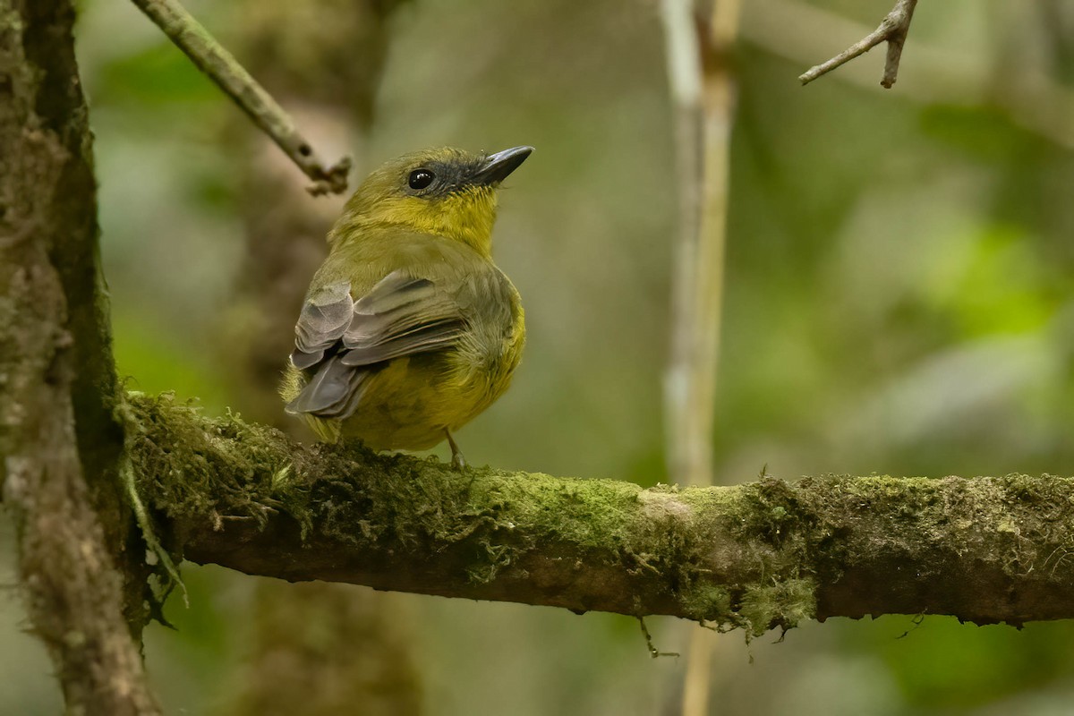 Bornean Whistler - ML640516977