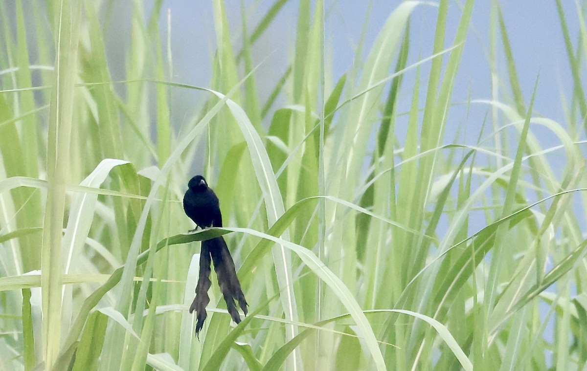 Red-collared Widowbird - ML640517054