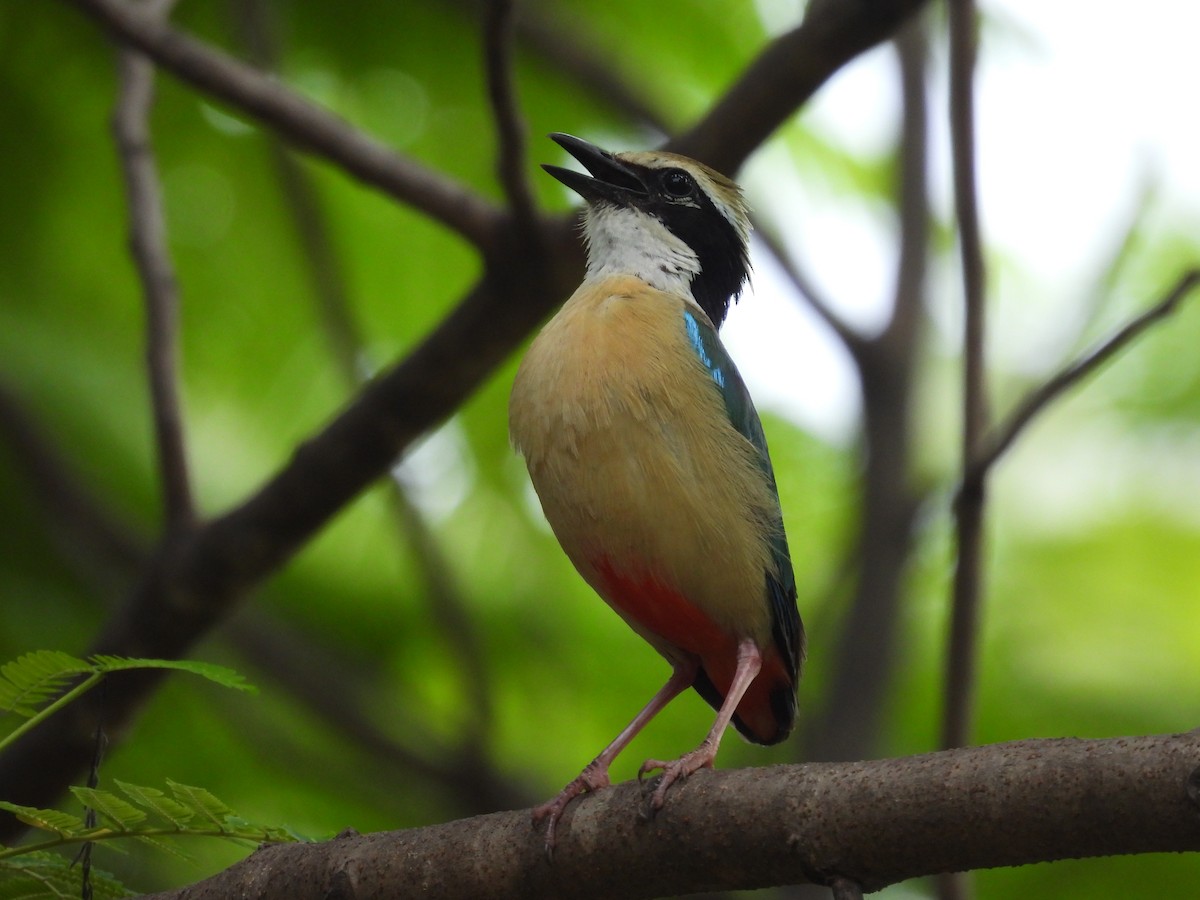 Indian Pitta - ML640517067