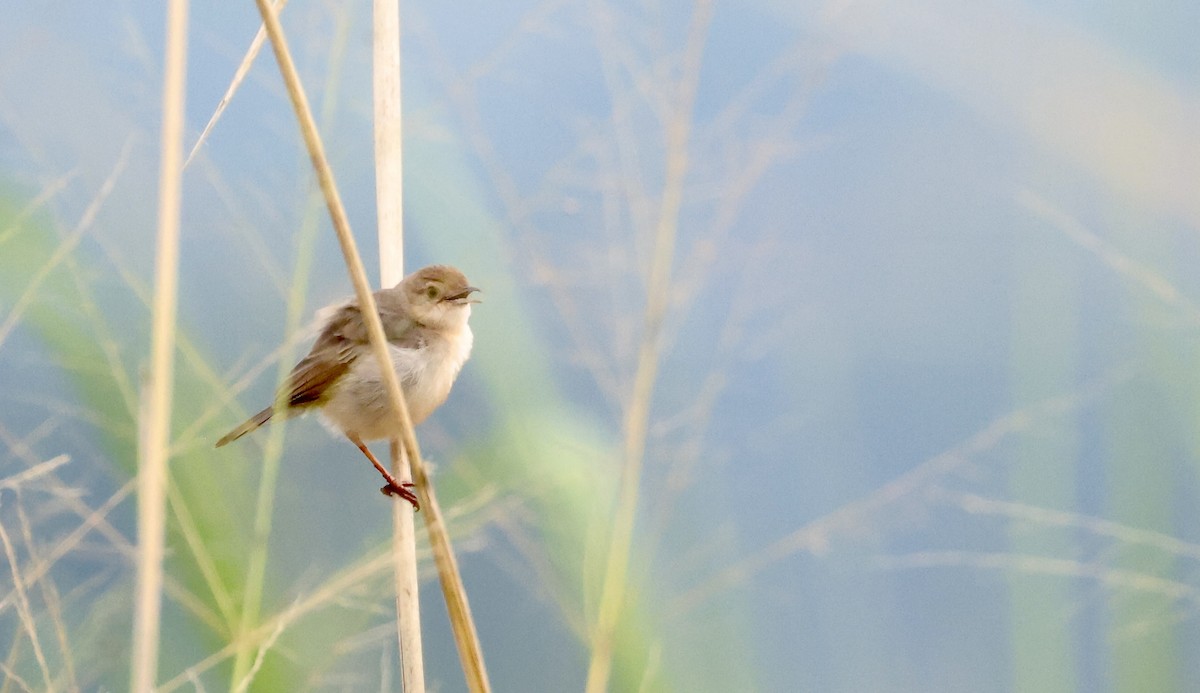 Singing Cisticola - ML640517093