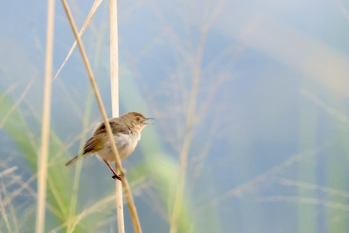 Singing Cisticola - ML640517094