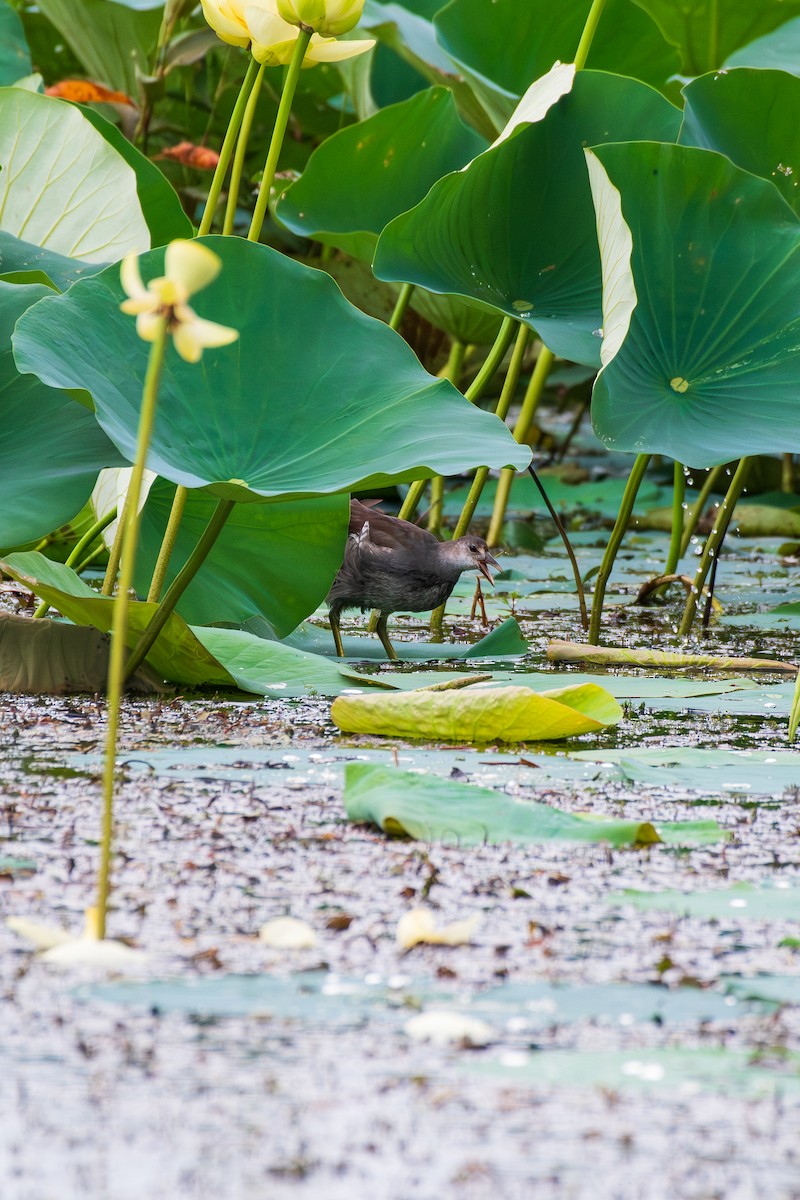 Common Gallinule - ML640517097