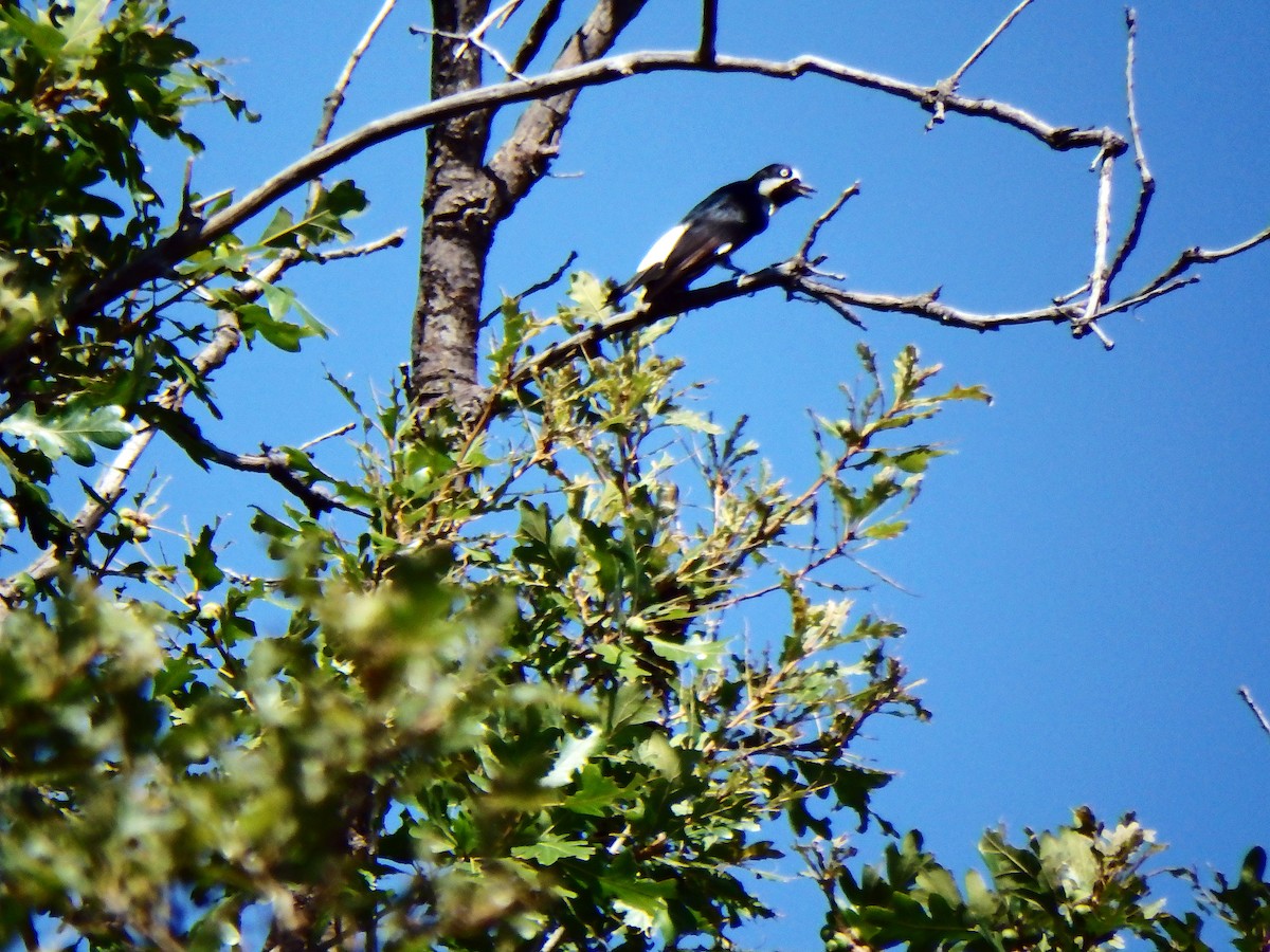 Acorn Woodpecker - ML640517174