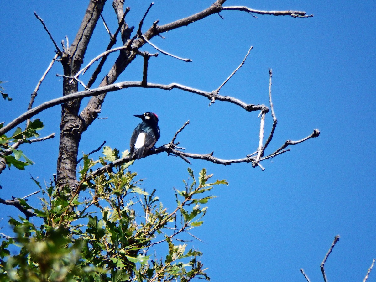 Acorn Woodpecker - ML640517175