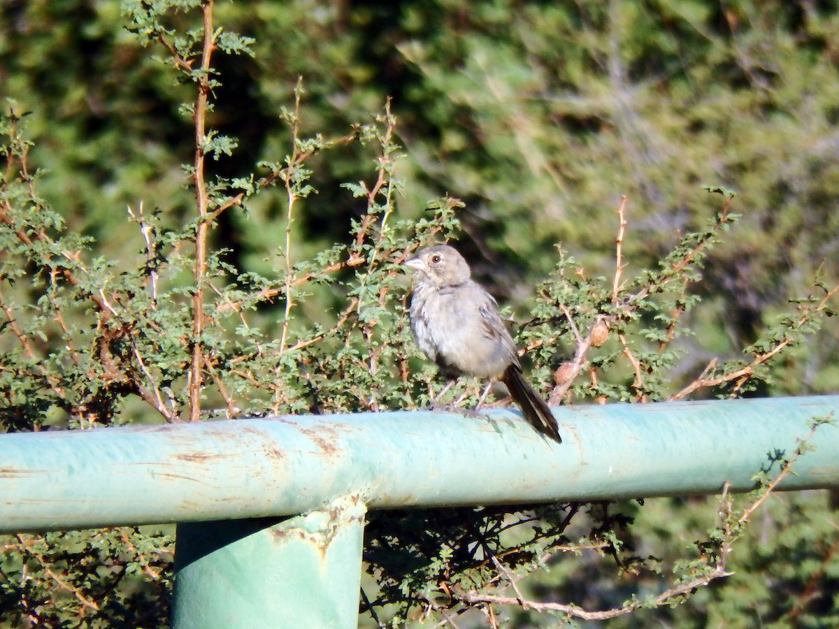 Canyon Towhee - ML640517183