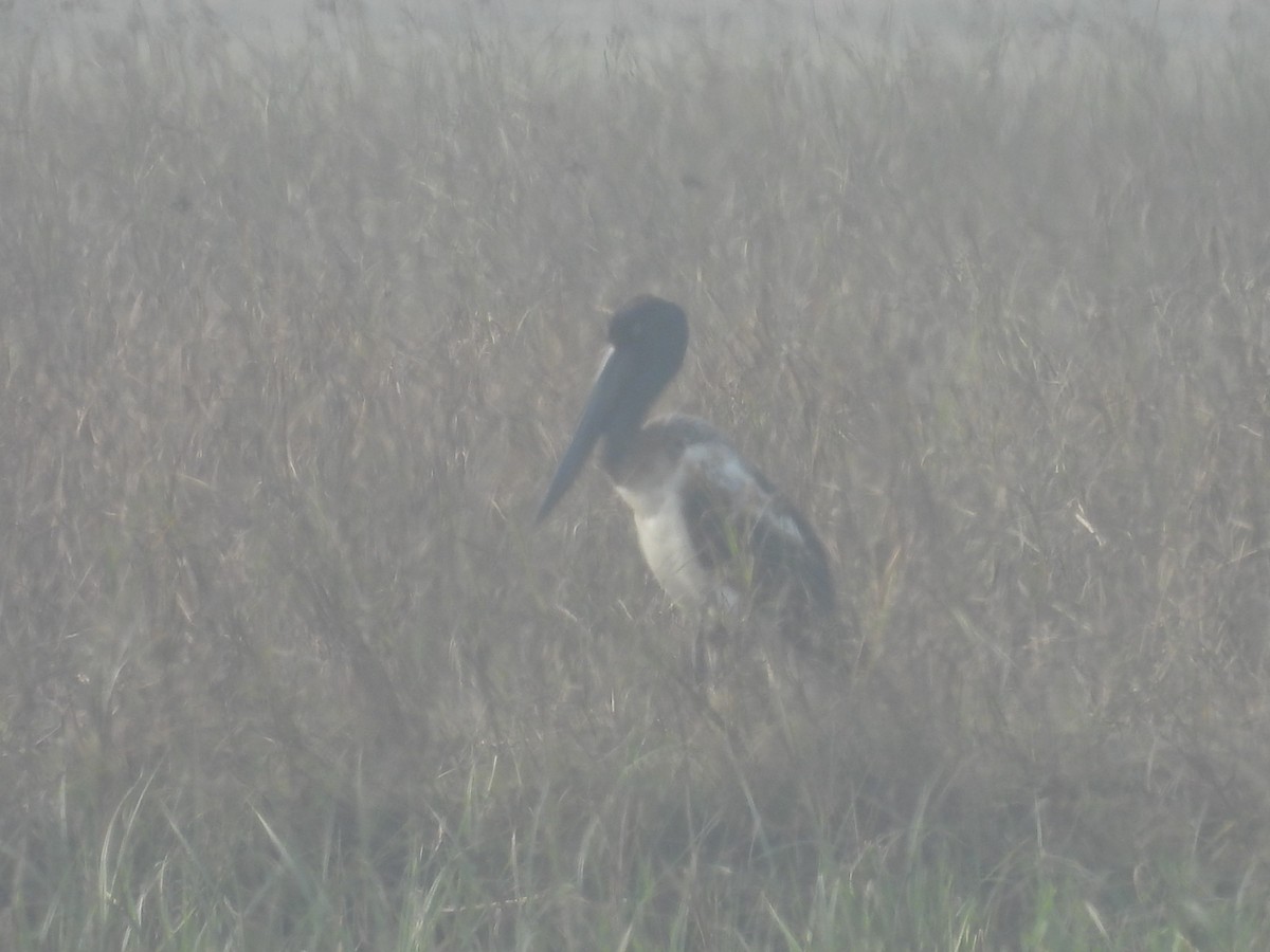 Black-necked Stork - ML640517207