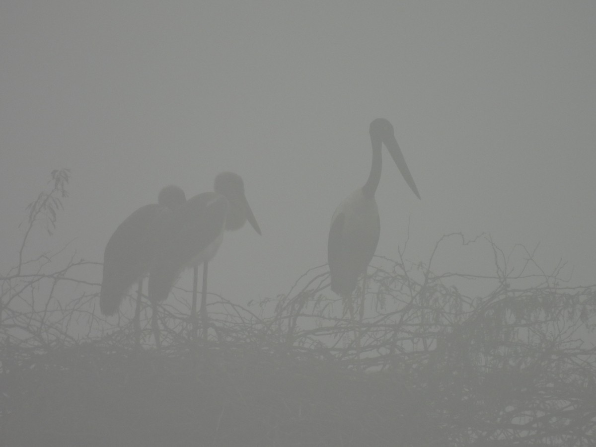 Black-necked Stork - ML640517208
