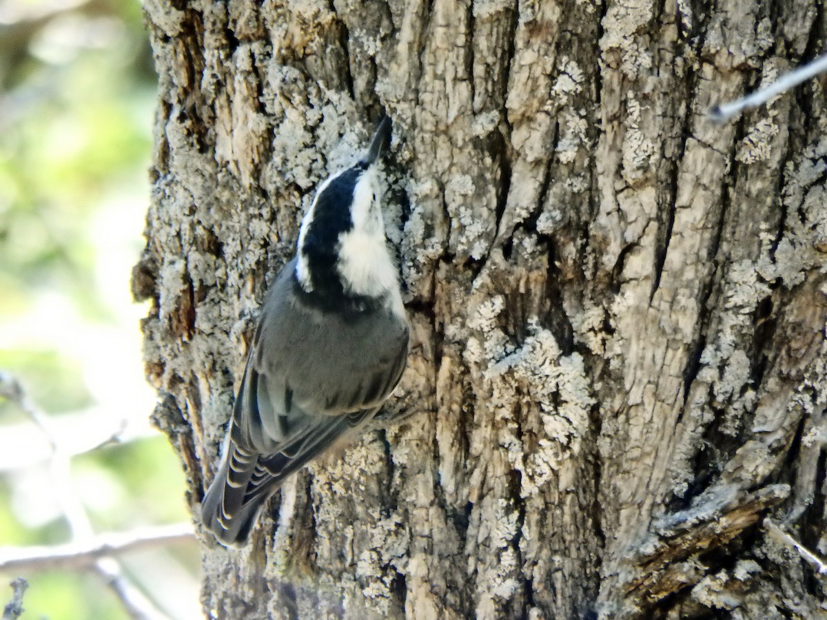 White-breasted Nuthatch - ML640517255