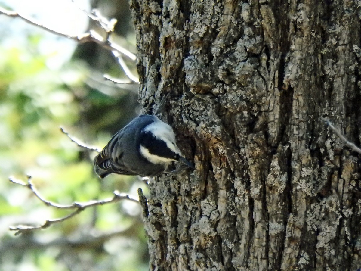 White-breasted Nuthatch - ML640517256