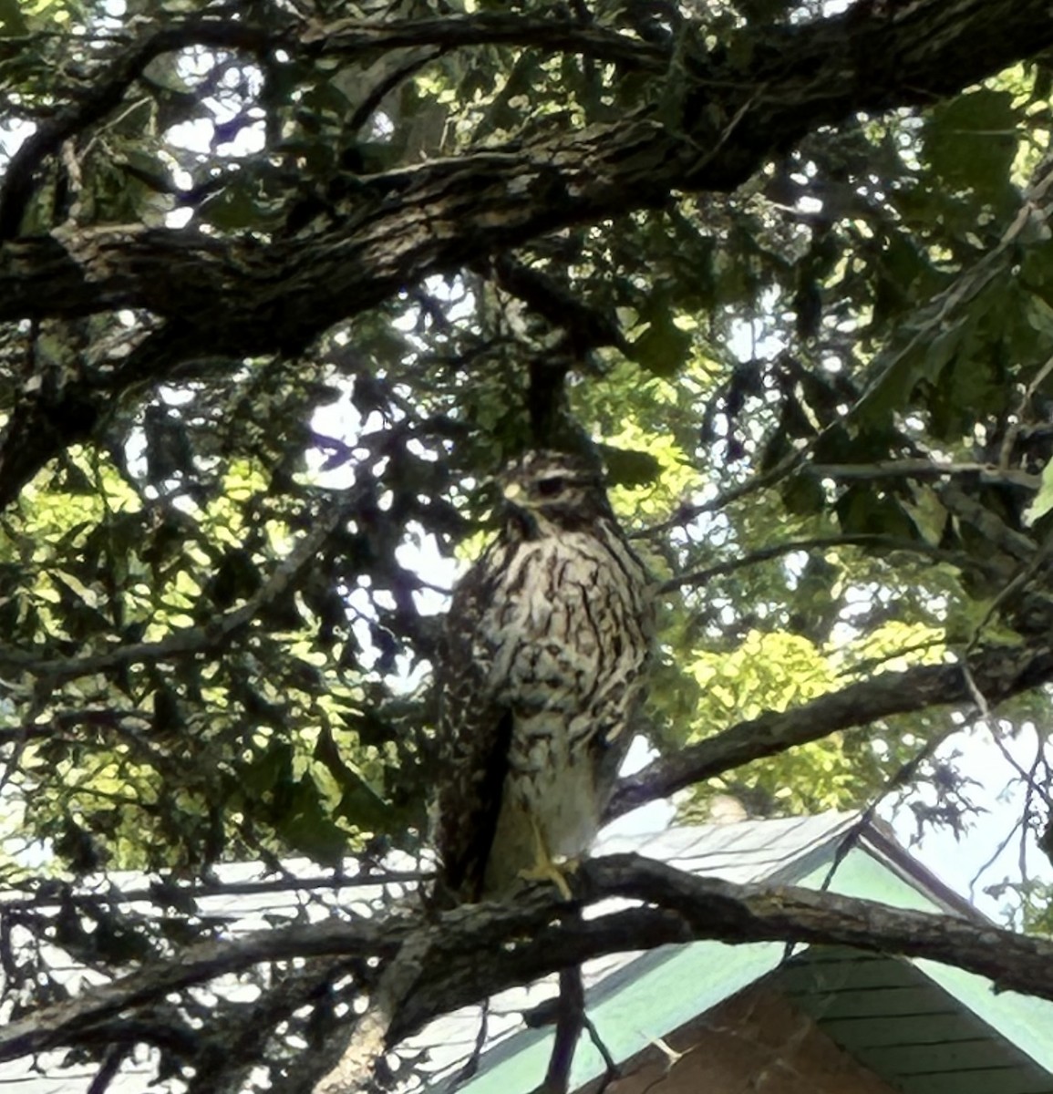 Red-shouldered Hawk - ML640517263