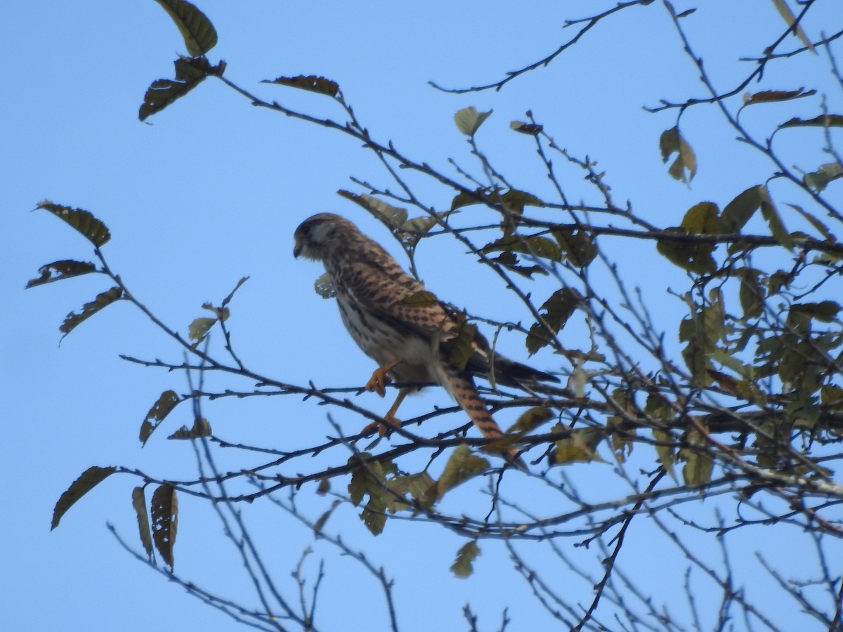 Eurasian Kestrel - ML640517267