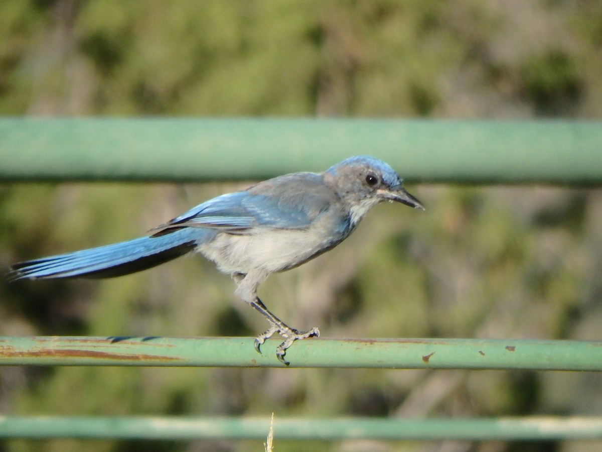 Woodhouse's Scrub-Jay - ML640517283