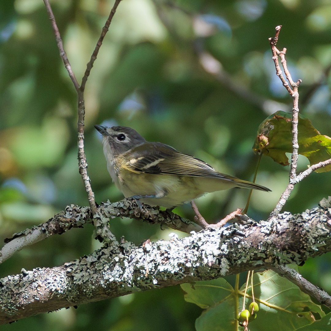 Blue-headed Vireo - ML640517299