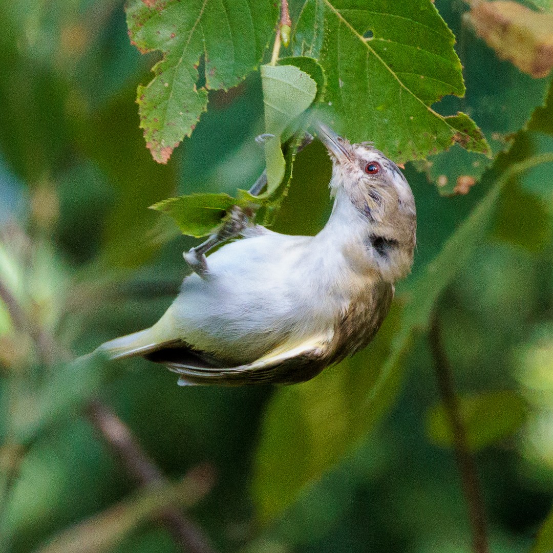 Red-eyed Vireo - ML640517302