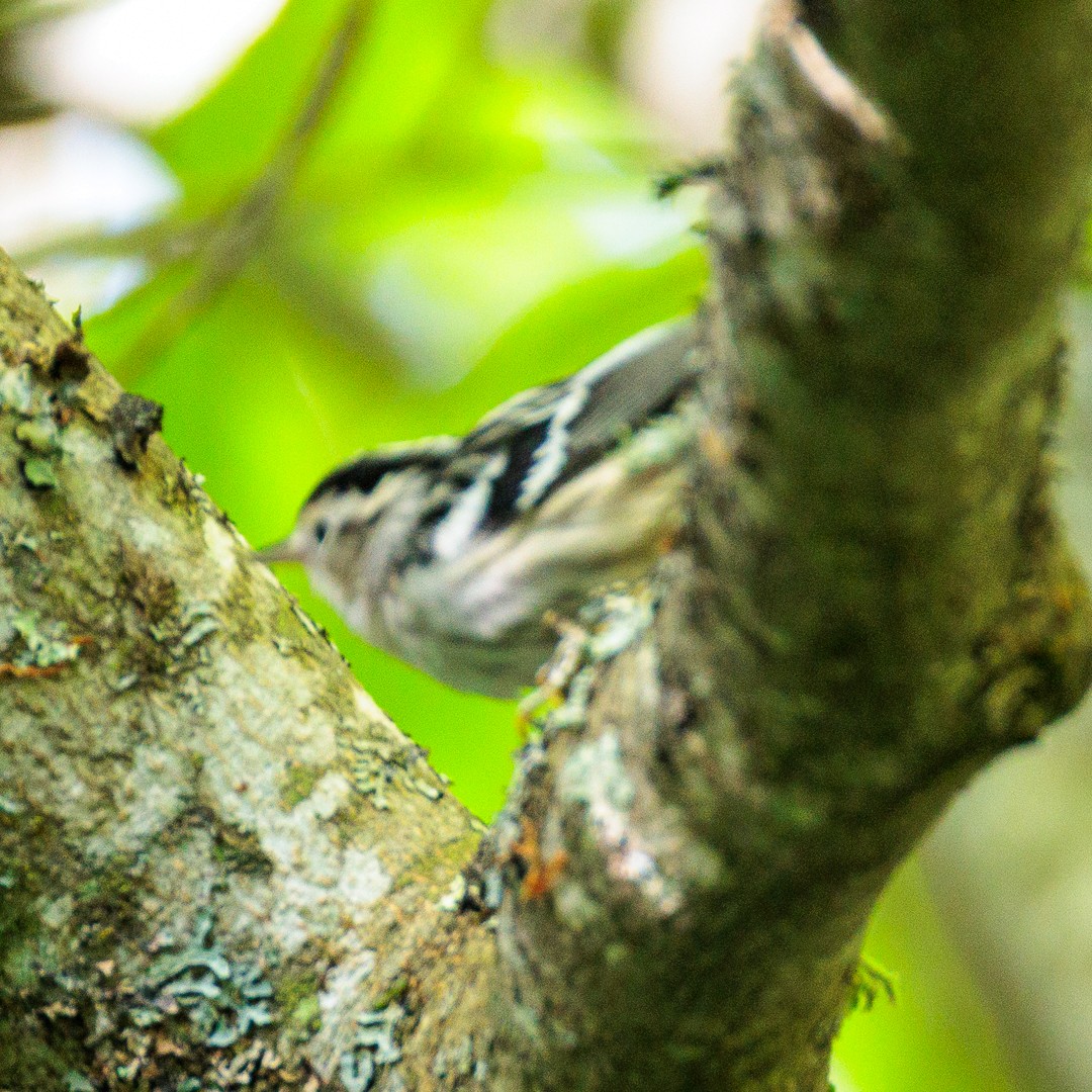 Black-and-white Warbler - ML640517306