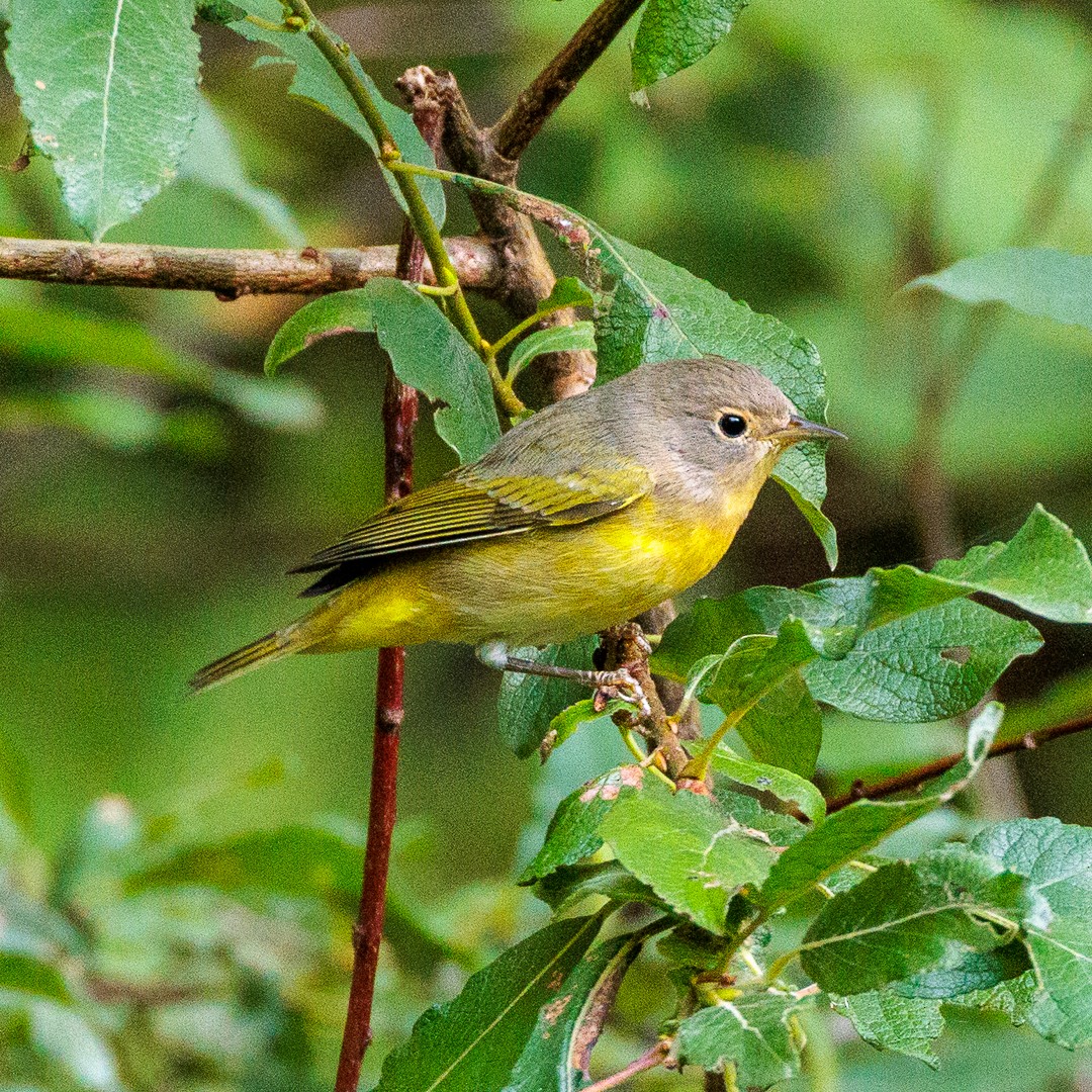 Nashville Warbler - ML640517307